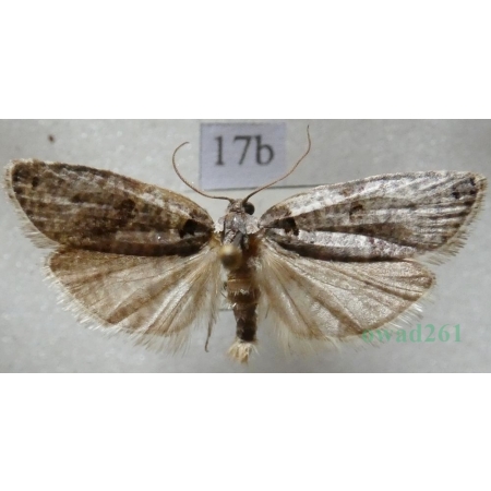 Pseudeulia asinana (Hübner, 1799) Slovakia17b